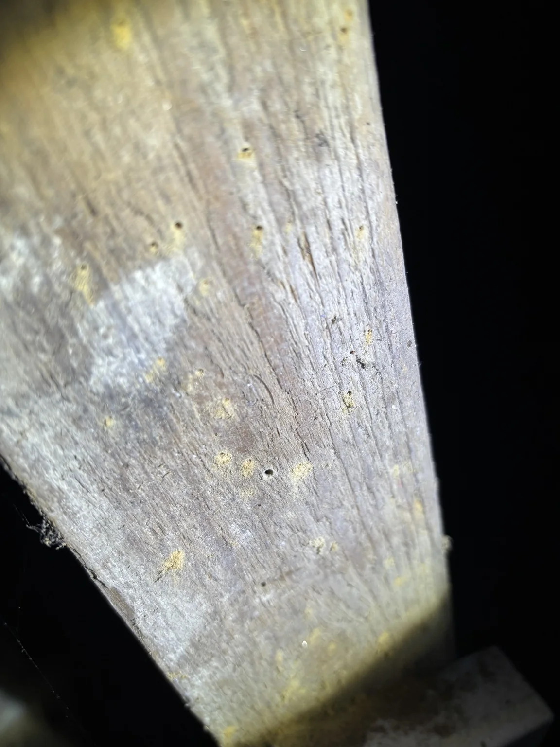 Small flight holes and associated frass to a timber roof strut in a 1930s Portsmouth house