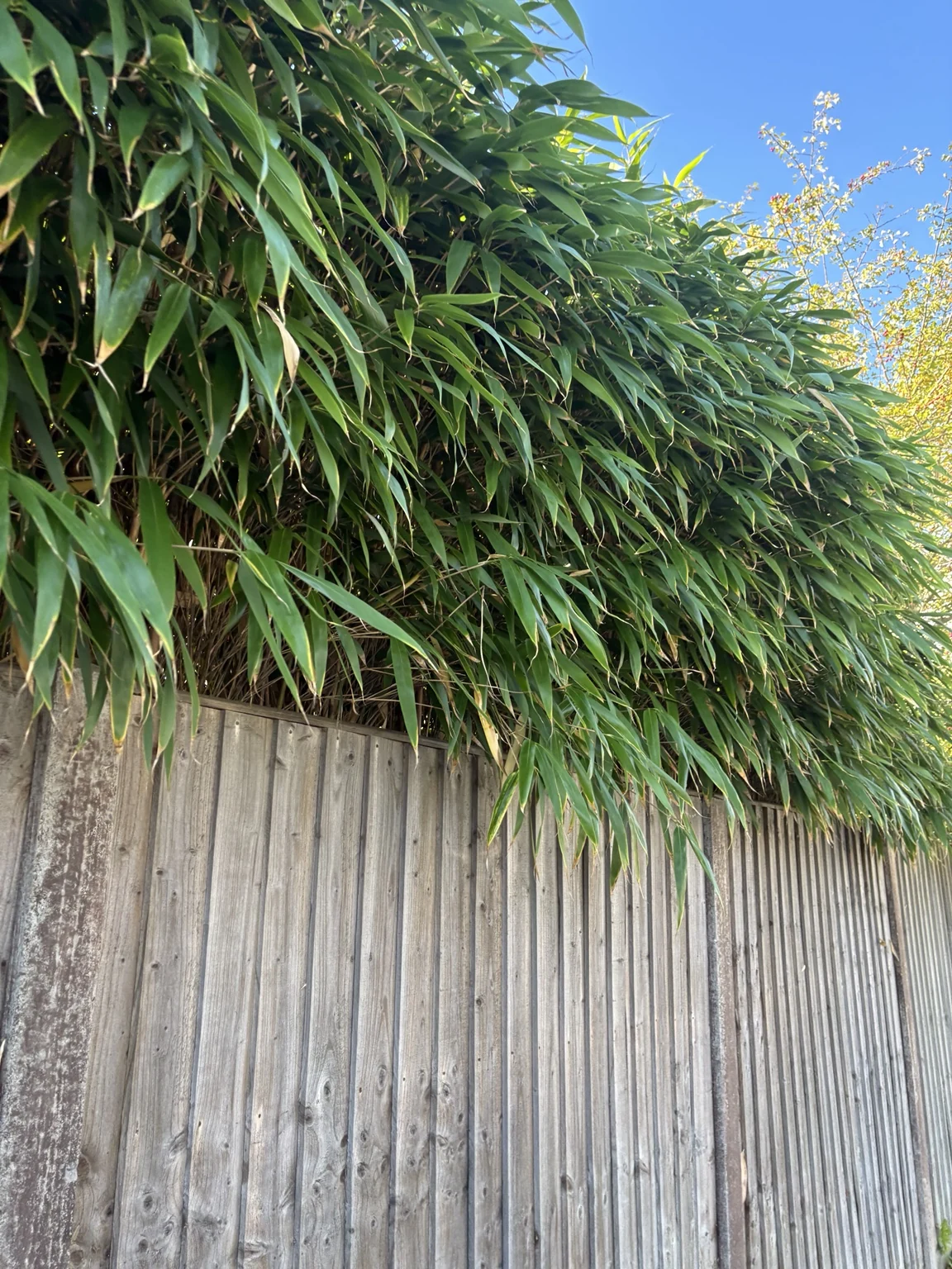 Dense bamboo growing from a neighbouring garden over and along a timber boundary fence in Worthing