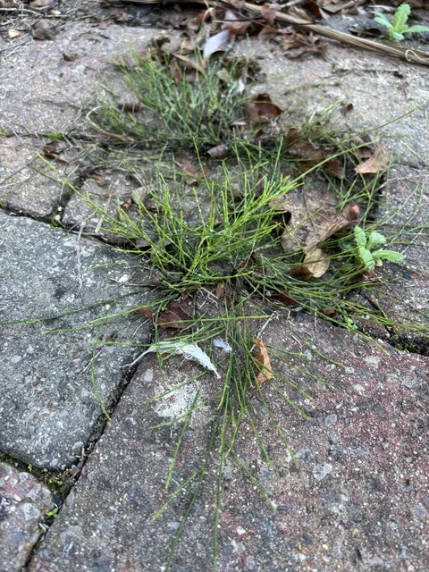 Horsetail growing through joints in block paving at a Worthing property
