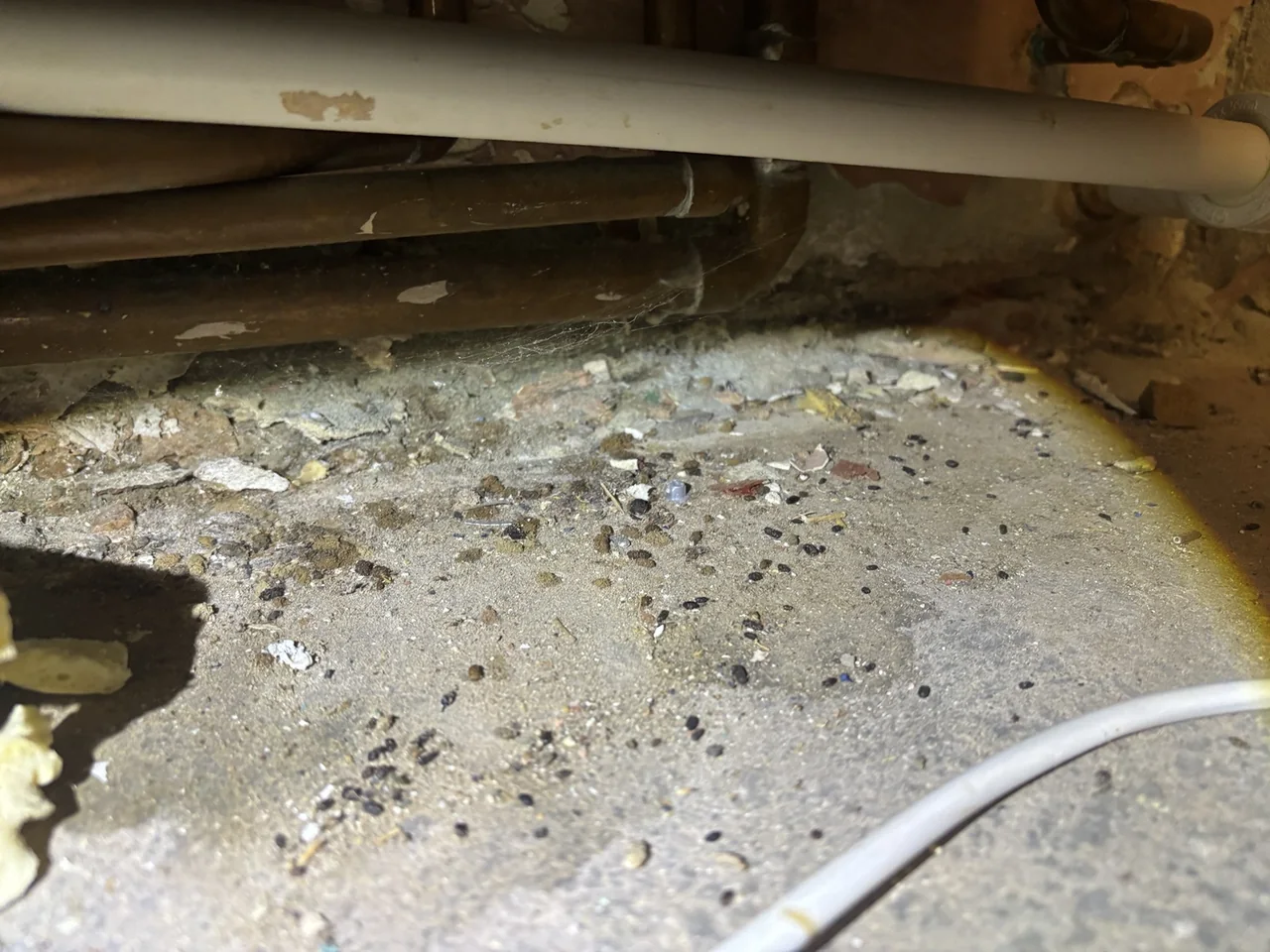 Small dark droppings beneath a boiler in a kitchen cupboard at a Worthing property